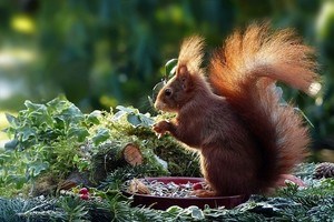 squirrel eating in nature, healthy, indigestion
