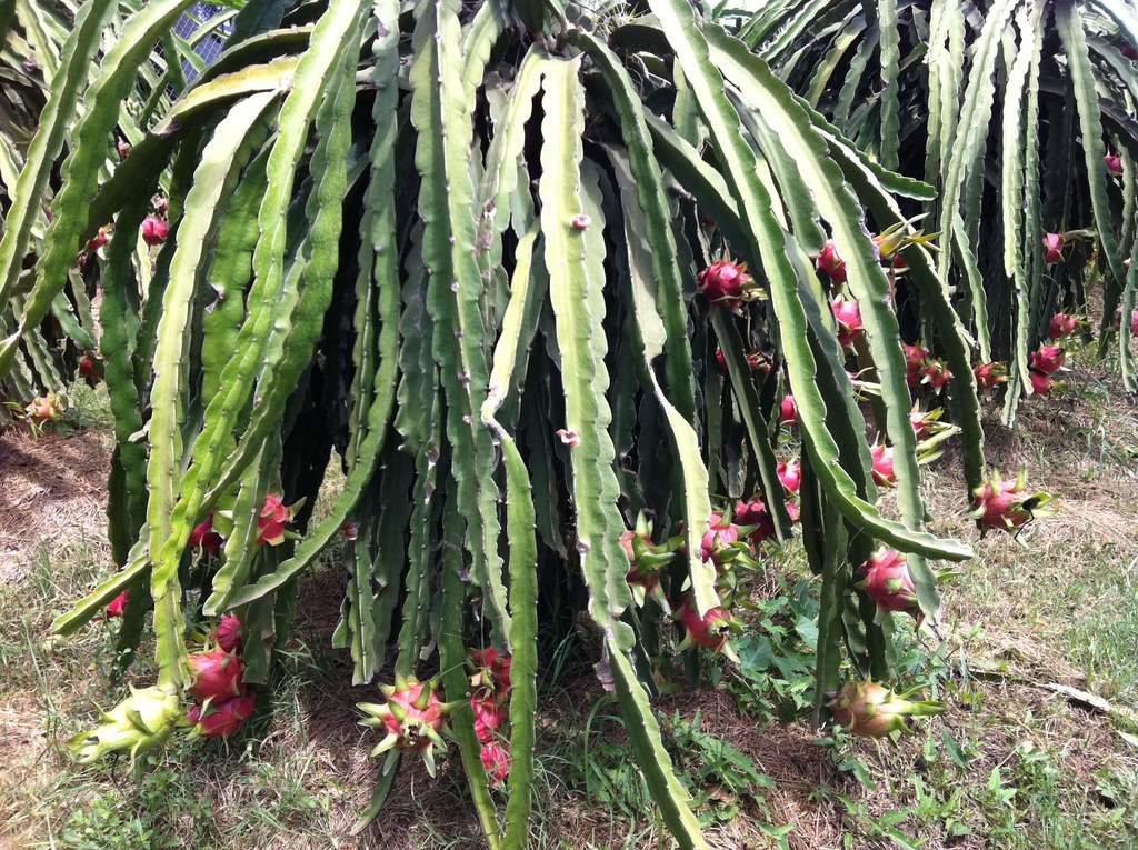 Magical Dragonfruit - My Favourite Coloured Healing Fruit