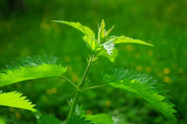 nettle benefits, featured image