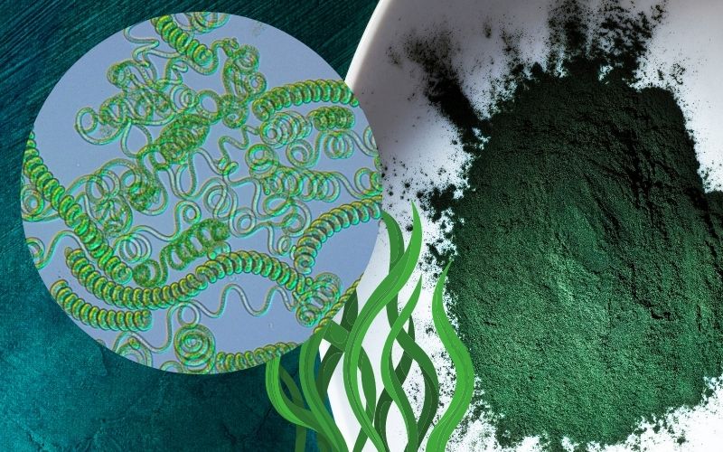 Spirulina Benefits cyanobacteria